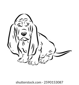 Basset hound, vector sketch Basset Hound dog breed animal vector line art one line sketch outline