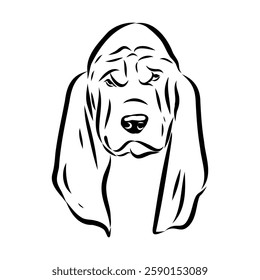 Basset hound, vector sketch Basset Hound dog breed animal vector line art one line sketch outline