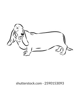 Basset hound, vector sketch Basset Hound dog breed animal vector line art one line sketch outline