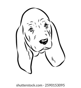 Basset hound, vector sketch Basset Hound dog breed animal vector line art one line sketch outline