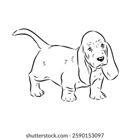 Basset hound, vector sketch Basset Hound dog breed animal vector line art one line sketch outline