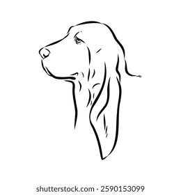 Basset hound, vector sketch Basset Hound dog breed animal vector line art one line sketch outline