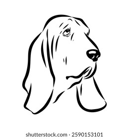 Basset hound, vector sketch Basset Hound dog breed animal vector line art one line sketch outline