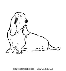 Basset hound, vector sketch Basset Hound dog breed animal vector line art one line sketch outline