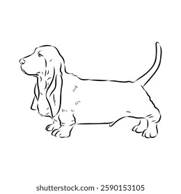 Basset hound, vector sketch Basset Hound dog breed animal vector line art one line sketch outline