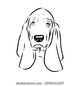 Basset hound, vector sketch Basset Hound dog breed animal vector line art one line sketch outline