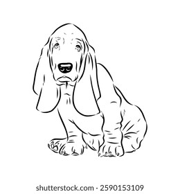 Basset hound, vector sketch Basset Hound dog breed animal vector line art one line sketch outline