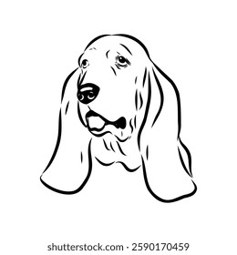 Basset hound, vector sketch Basset Hound dog breed animal vector line art one line sketch outline