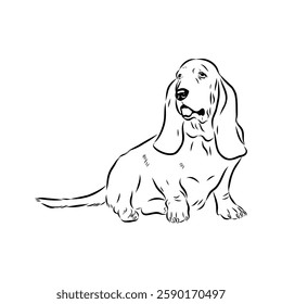 Basset hound, vector sketch Basset Hound dog breed animal vector line art one line sketch outline