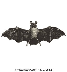 Bat