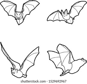 Bat Animal Vector Illustration Hand Drawn Cartoon Art