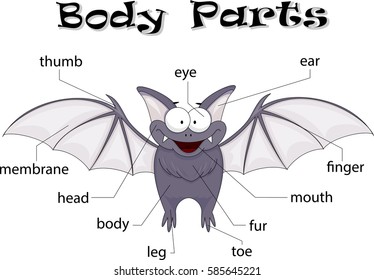 Bat body parts. Animal anatomy in English 
