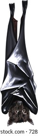 Bat detailed vector art - 