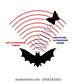 bat echolocation sysem explanation. bat sonar system. echolocation wave system science with illustration of bat