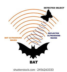 bat echolocation sysem explanation. bat sonar system. echolocation wave system science with illustration of bat and object
