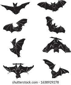 Bat, bat in flight, in motion, in different positions