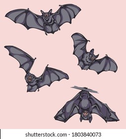 Bat, bat in flight, in motion, in different positions, color