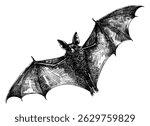 bat in flight with its wings spread wide isolated hand drawn sketch detailed textures dynamic movement fur large pointed ears black white line art detailed vector illustration