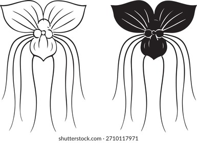 bat flower illustration, showcasing its unique, delicate petals 