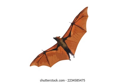 Bat flying isolated on white background. "Lyle's flying fox" Vector Illustration