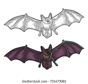Bat flying with scary face. Vector color vintage engraving illustration. Isolated on white background. For invitation and poster Halloween.