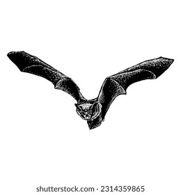 bat hand drawing vector isolated on white background.