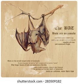 THE BAT - An hand painted illustration converted into vector.  Technique: Acrylic paint.