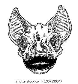 Bat head or face drawing. Gothic illustration of monsters for the Halloween. Witchcraft magic, occult attributes decorative elements. Drawing of night creatures. 