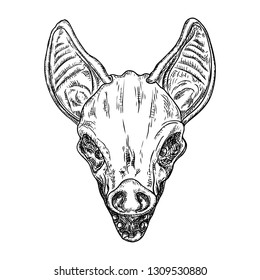 Bat head or face drawing. Gothic illustration of monsters for the Halloween. Witchcraft magic, occult attributes decorative elements. Drawing of night creatures. 