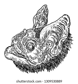 Bat head or face drawing. Gothic illustration of monsters for the Halloween. Witchcraft magic, occult attributes decorative elements. Drawing of night creatures. 