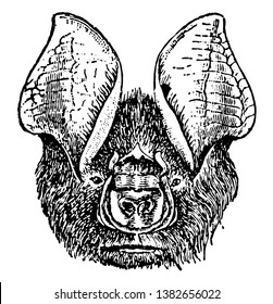 Bat Head having the fore limb peculiarly modified so as to serve for flight, vintage line drawing or engraving illustration.