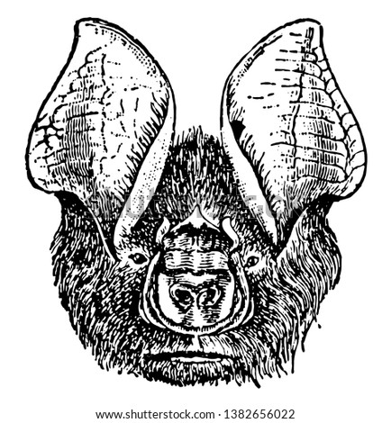 Bat Head having the fore limb peculiarly modified so as to serve for flight, vintage line drawing or engraving illustration.