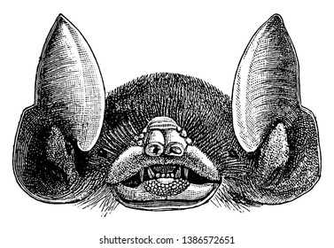 Bat Head tucked towards the belly whereas most microbats roost with the neck, vintage line drawing or engraving illustration.