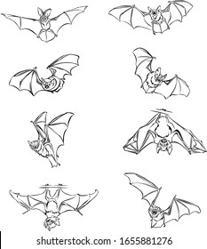 Bat, bat iBat, bat in flight, in motion, in different positions, linen flight, in motion, in different positions, line, vector, illustration, black and white