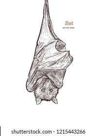 Bat illustration, drawing, engraving, ink, line art, vector