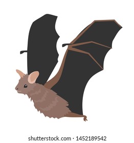 bat illustration isolated on white. halloween and mystic forest series. Bat animal