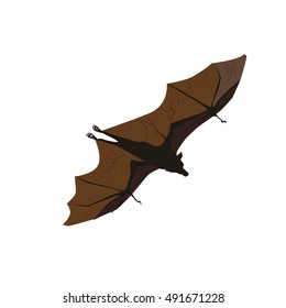 Bat isolated on white background