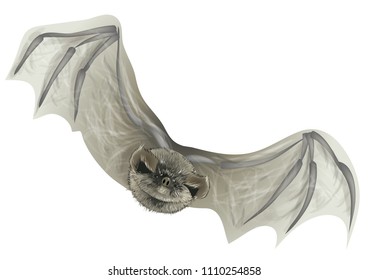 bat isolated on white. A close up of the flying bat