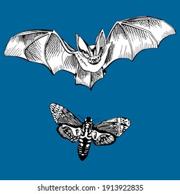 Bat and moth on a blue background. Flying animals. Vector illustration for web design, websites, print, backgrounds.