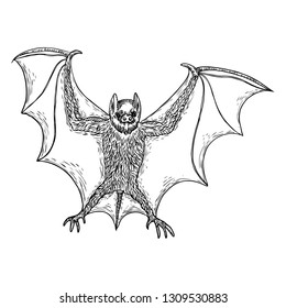 Bat with open wings drawing. Gothic illustration of monsters for the Halloween. Witchcraft magic, occult attributes decorative elements. Drawing of night creatures. Flying vampire. Vector.