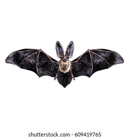 bat with open wings symmetrical pattern, sketch, vector graphics, colored drawing