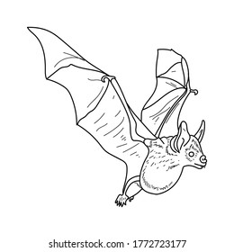 Bat outline illustration, flying animal hand draw coloring page for design and creativity