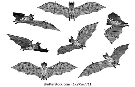 Bat polygonal lines illustration. Abstract vector bat on the white background