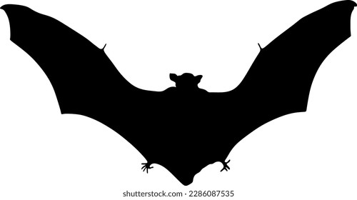 bat silhouette, vector, illustration, background
