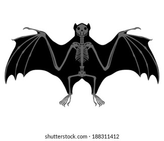 Bat skeleton