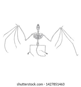 Bat skeleton drawing. Gothic illustration of aggressive monsters bones for the Halloween. Witchcraft magic, occult attributes decorative elements. Drawing of dead night creature with fangs. Vector.