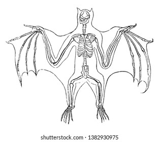 Bat Skeleton es el prólogo más largo que las migajas y tiene varios dedos muy alargados, dibujos de líneas vintage o ilustración de grabado.