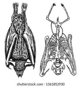 Bat and bat skeleton set drawing. Gothic illustration of aggressive monsters bones for the Halloween. Witchcraft magic, occult decorative elements. Drawing of dead night creature with fangs. Vector.