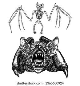 Bat and bat skeleton set drawing. Gothic illustration of aggressive monsters bones for the Halloween. Witchcraft magic, occult decorative elements. Drawing of dead night creature with fangs. Vector.