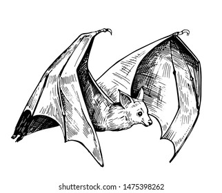 Bat sketch. Hand drawn illustration converted to vector